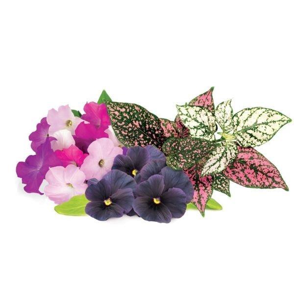 Smart Garden Virág mix 3-pack - PC