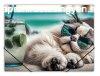 Gumis mappa, 15 mm, PP, A4, PANTA PLAST "Chillout cat&q