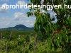 Kisaptiban rkpanorms zrtkert elad