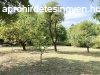 Nyregyhza csendes, klterleti rszn elad egy zld terl