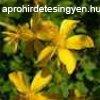 Herbatrend Orbncf Filteres Tea 20 filter