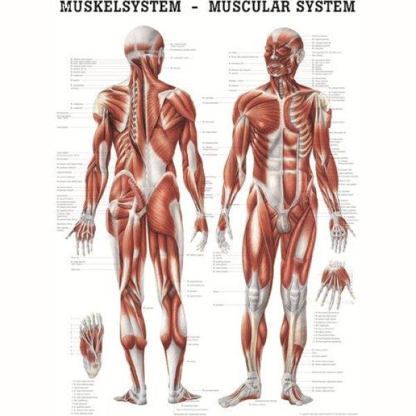 Anatómiai Plakát: Az Emberi Izomzat (Anatomische Poster Das Muskelsystem des
Menschen)