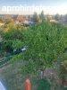 Elad 80m2-es Tglalaks, Budars