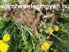Herbatrend Gyermeklncfgykr 40 g