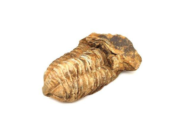 Trilobita nyers