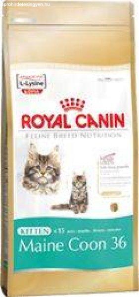 Royal Canin FBN Kitten Main Coon 36 4 kg